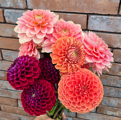Feestbloemen - Dream Dahlia Farm