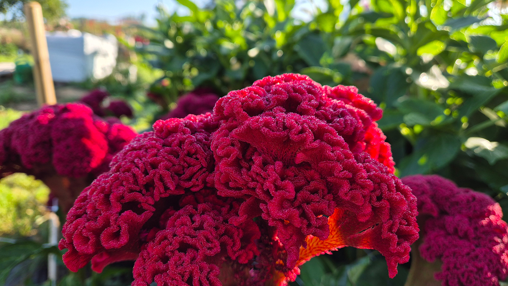 Celosia Dream Dahlia Farm